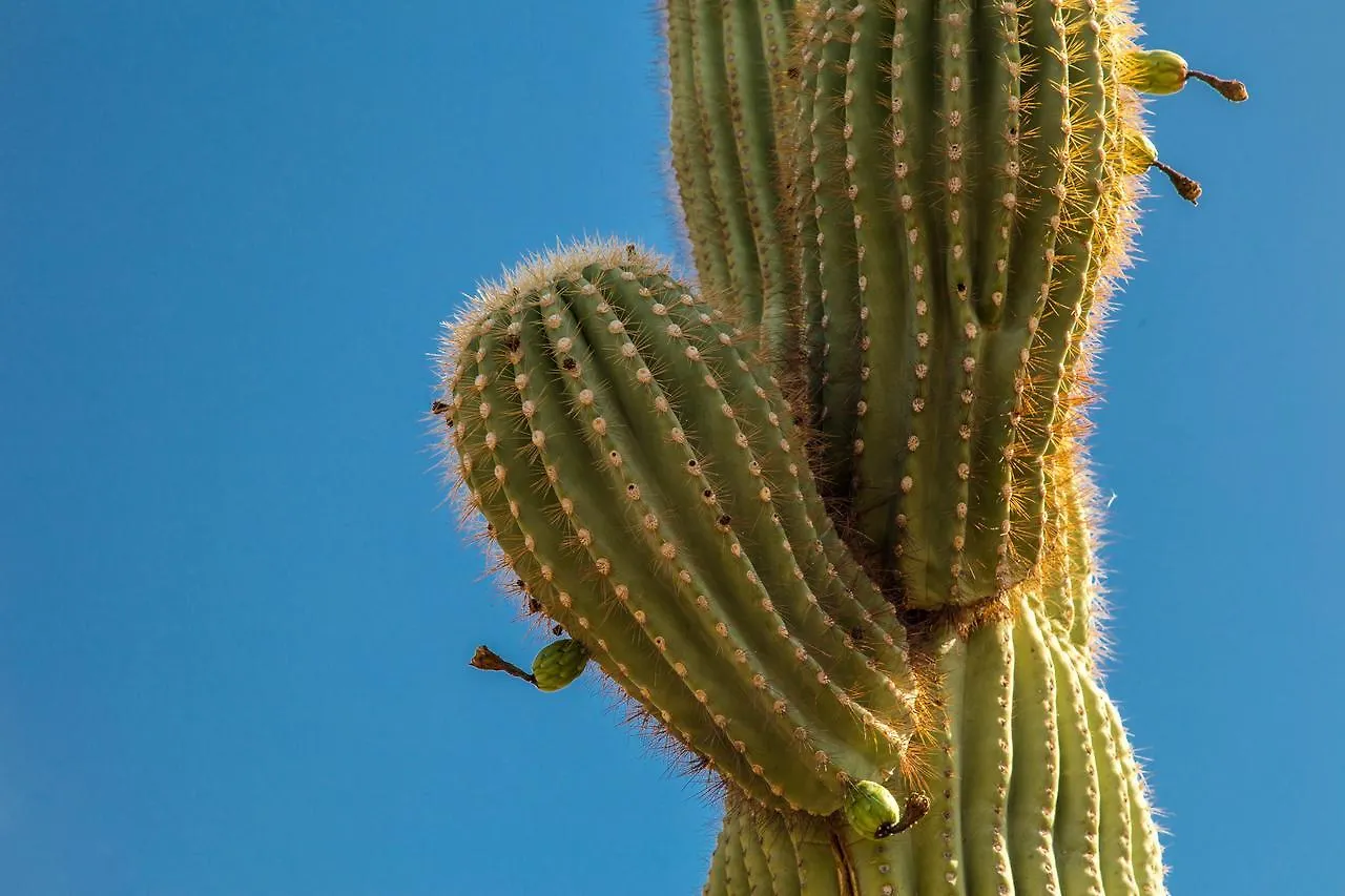 Desert Foothills Phoenix